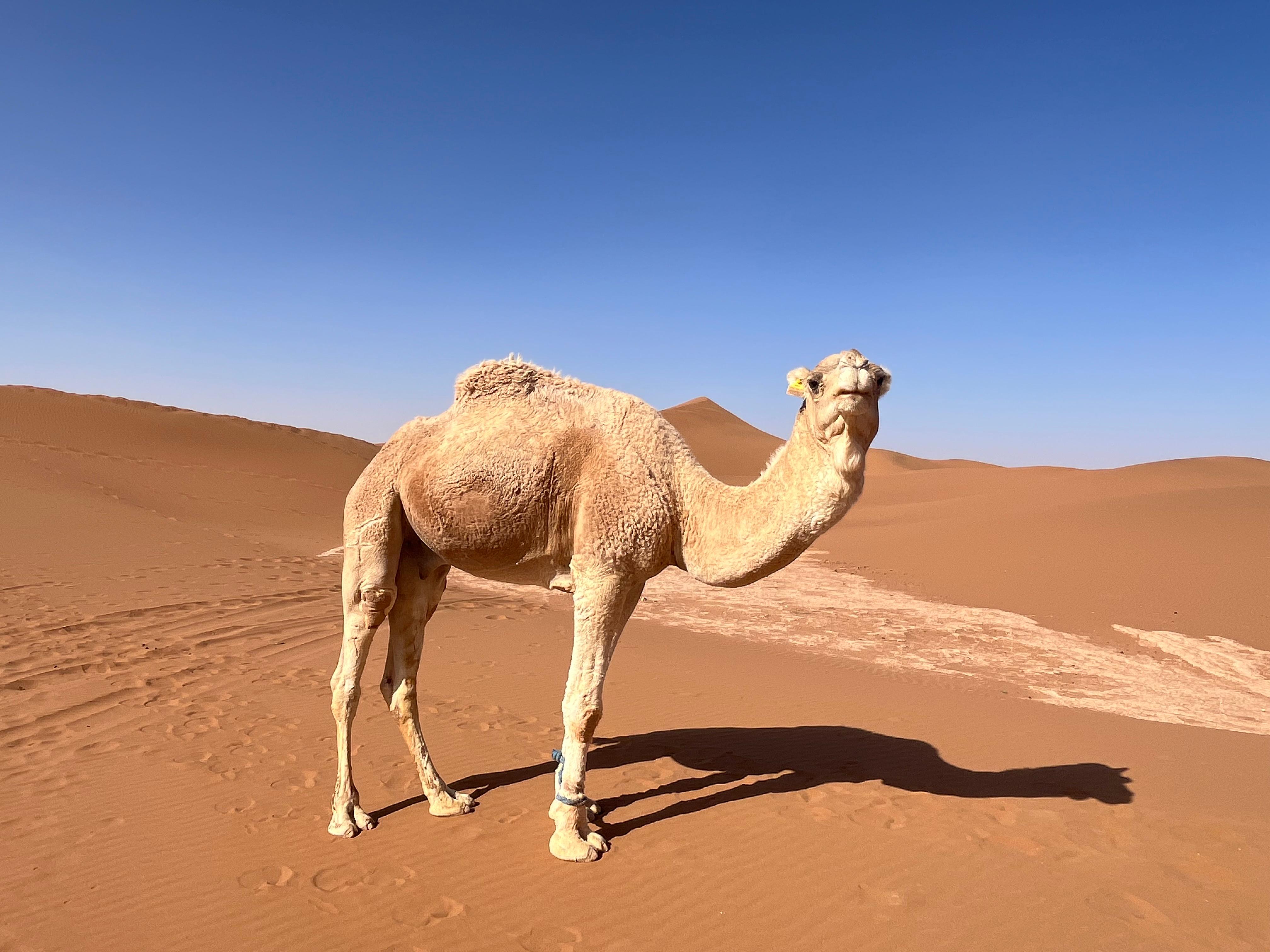 Nahaufnahme eines Dromedars in der Sahara von Erg Chebbi