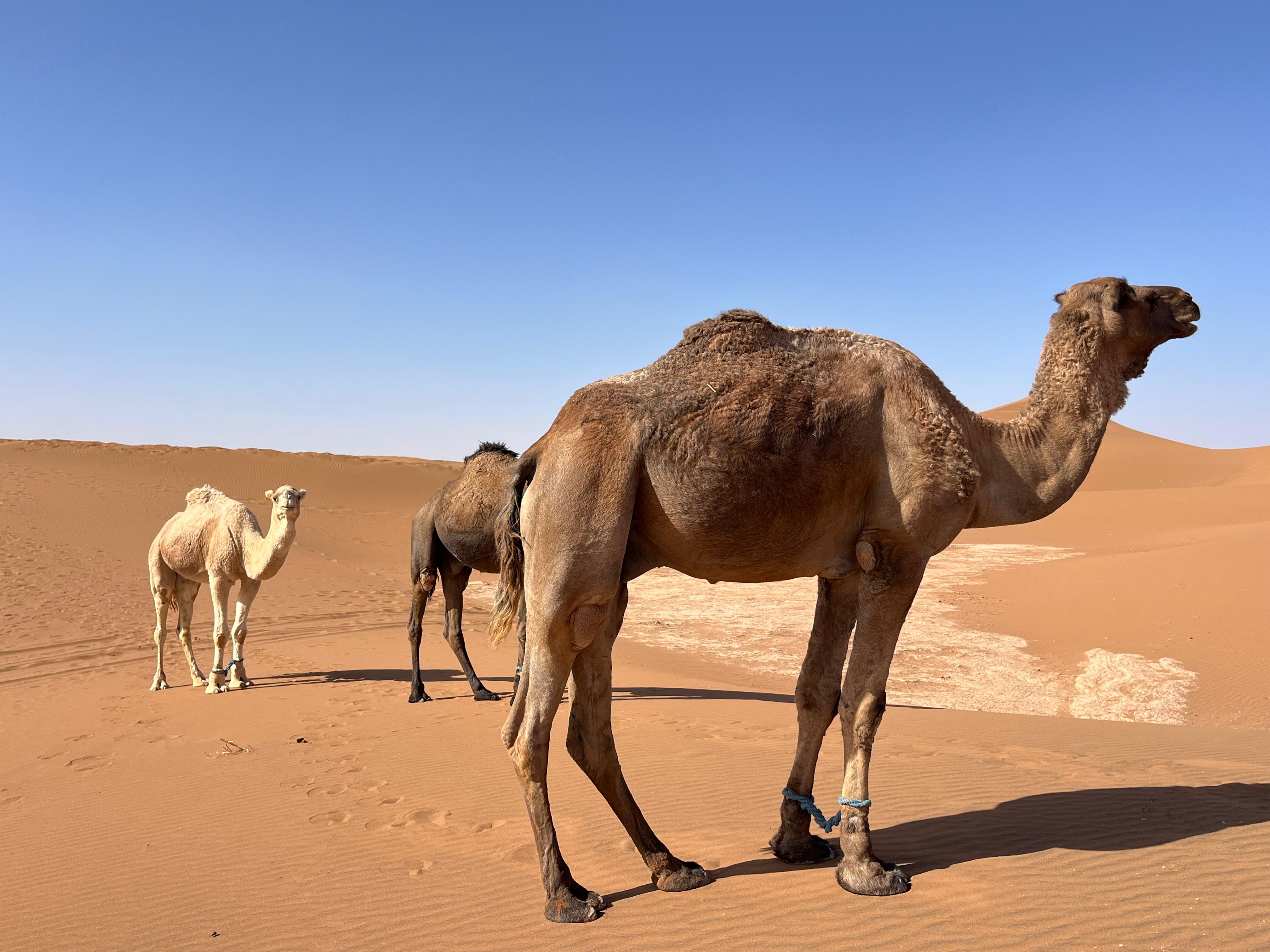 Dromedare in den goldenen Sanddünen des Erg Chebbi