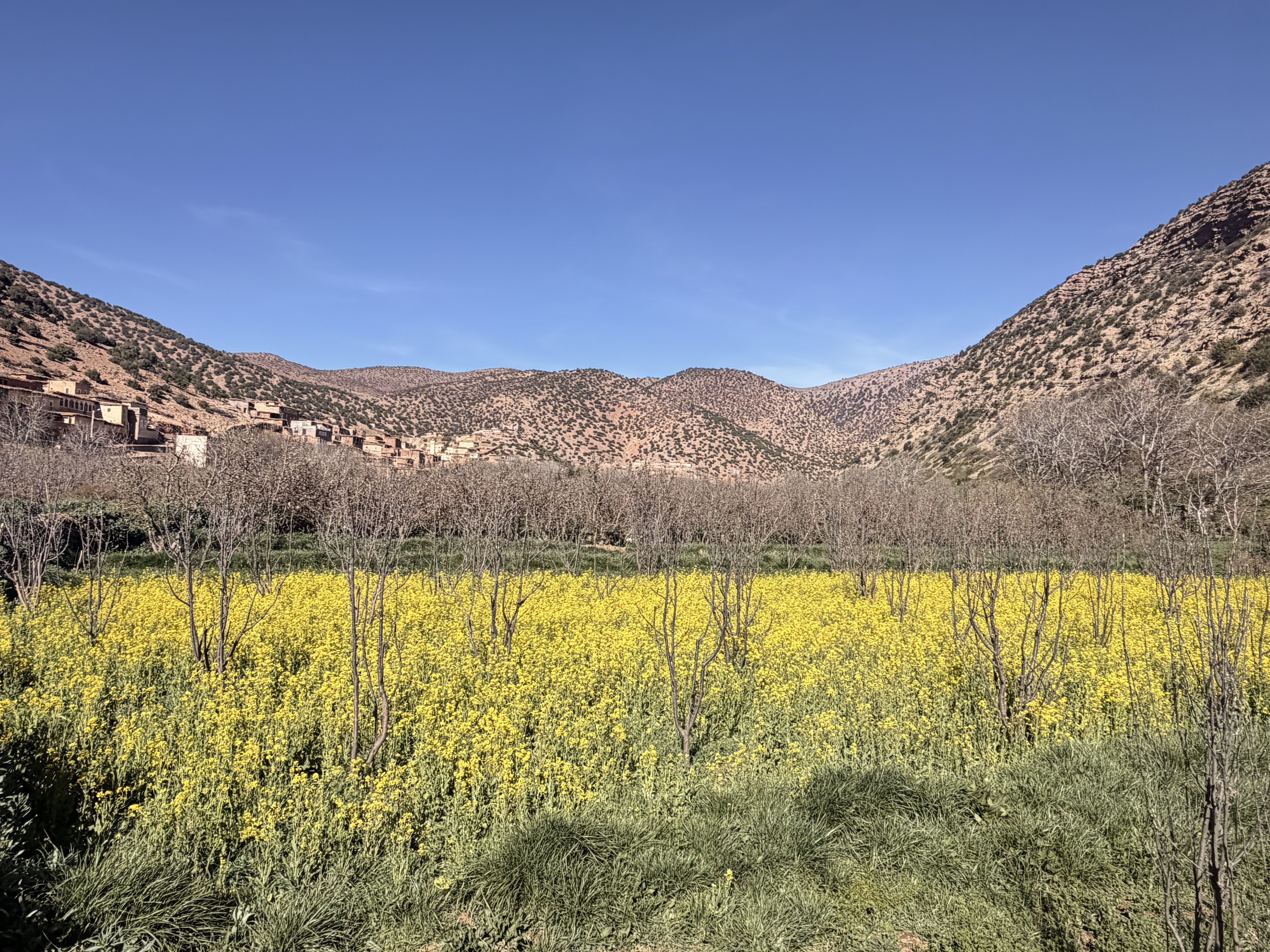 Gelbe Blütenernte im Aït Bougmez Tal