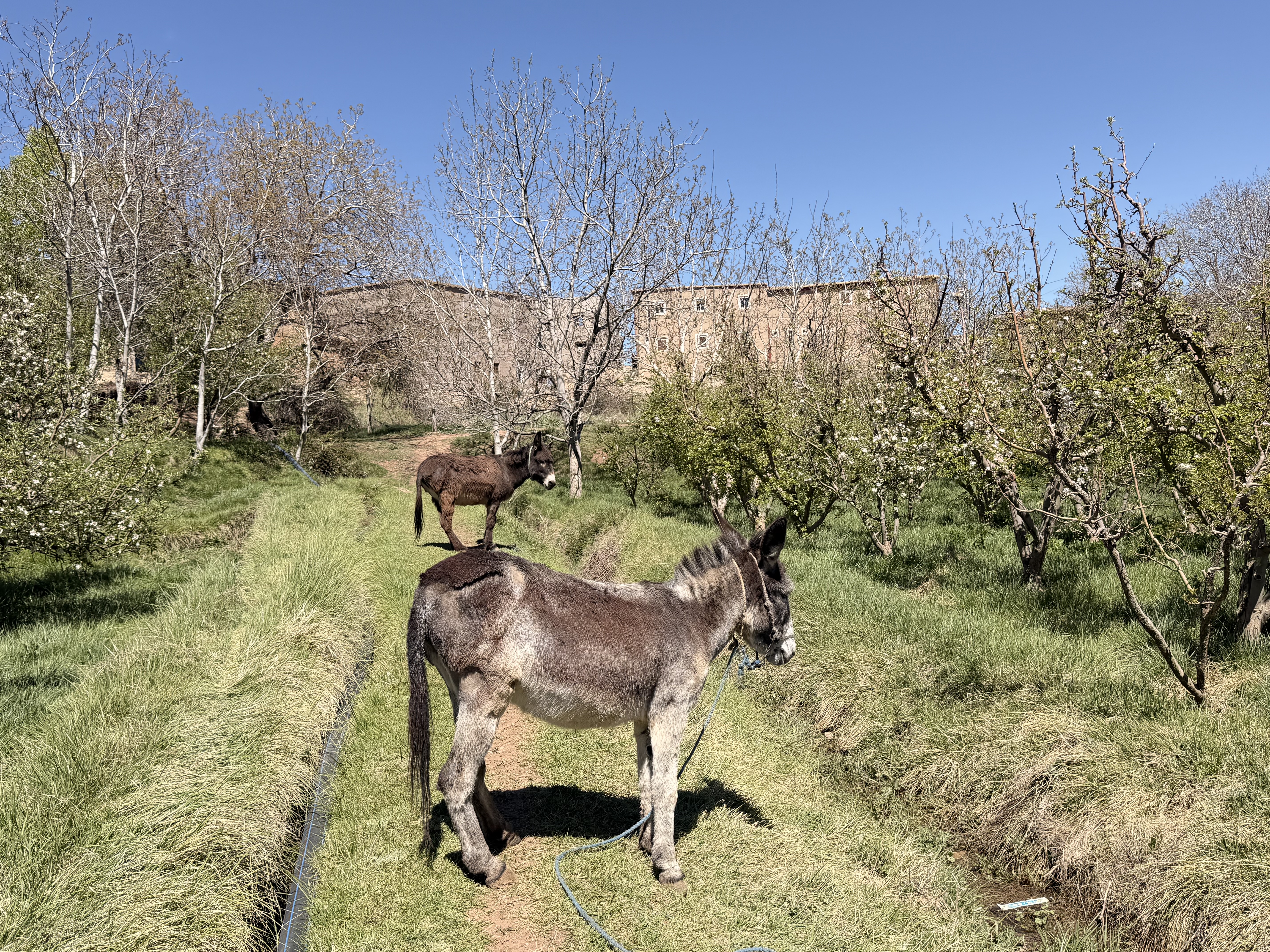 Esel in den Obstgärten des Aït Bougmez Tals