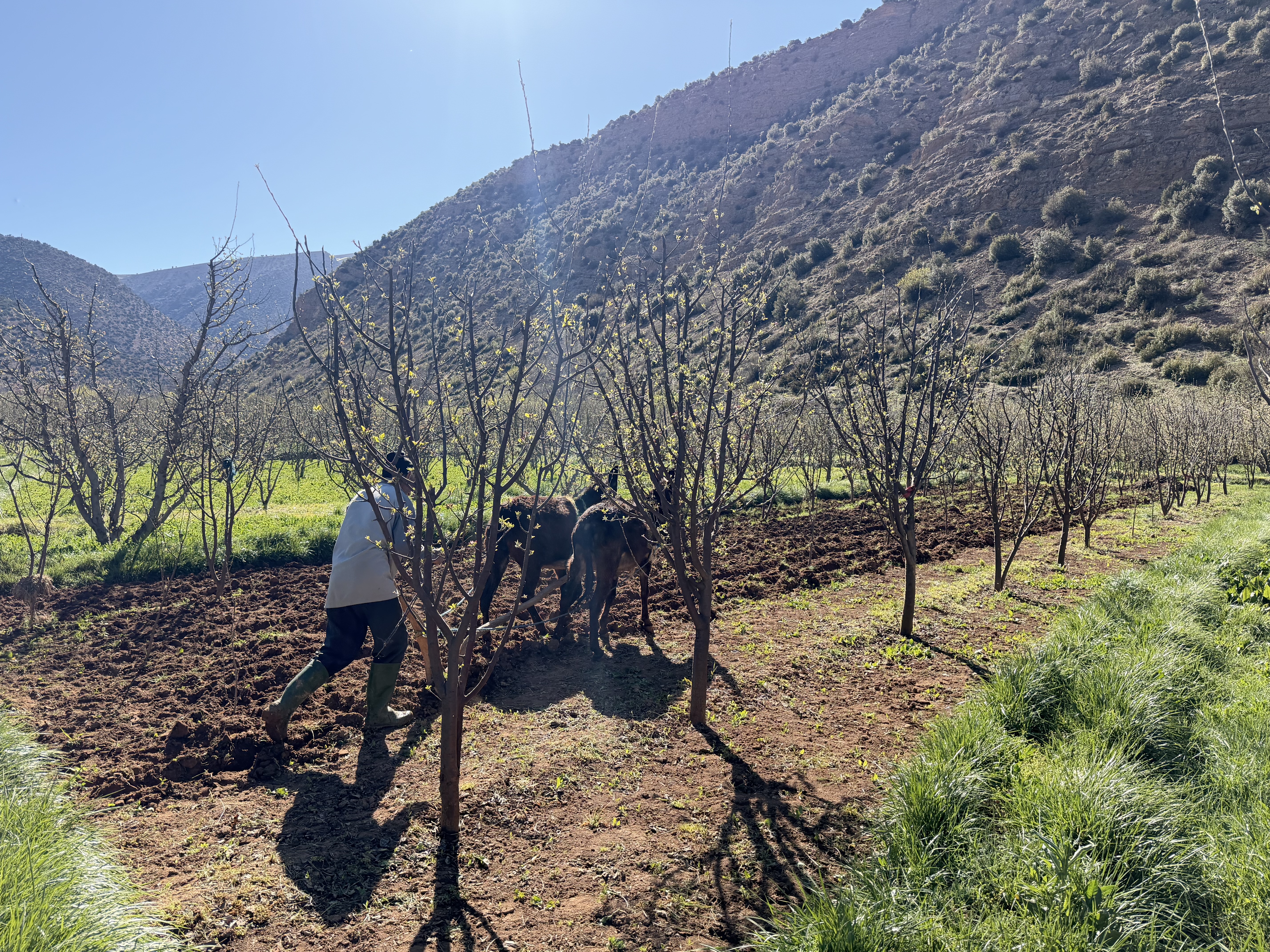 Traditionelle Landwirtschaft der Berber im Aït Bougmez Tal