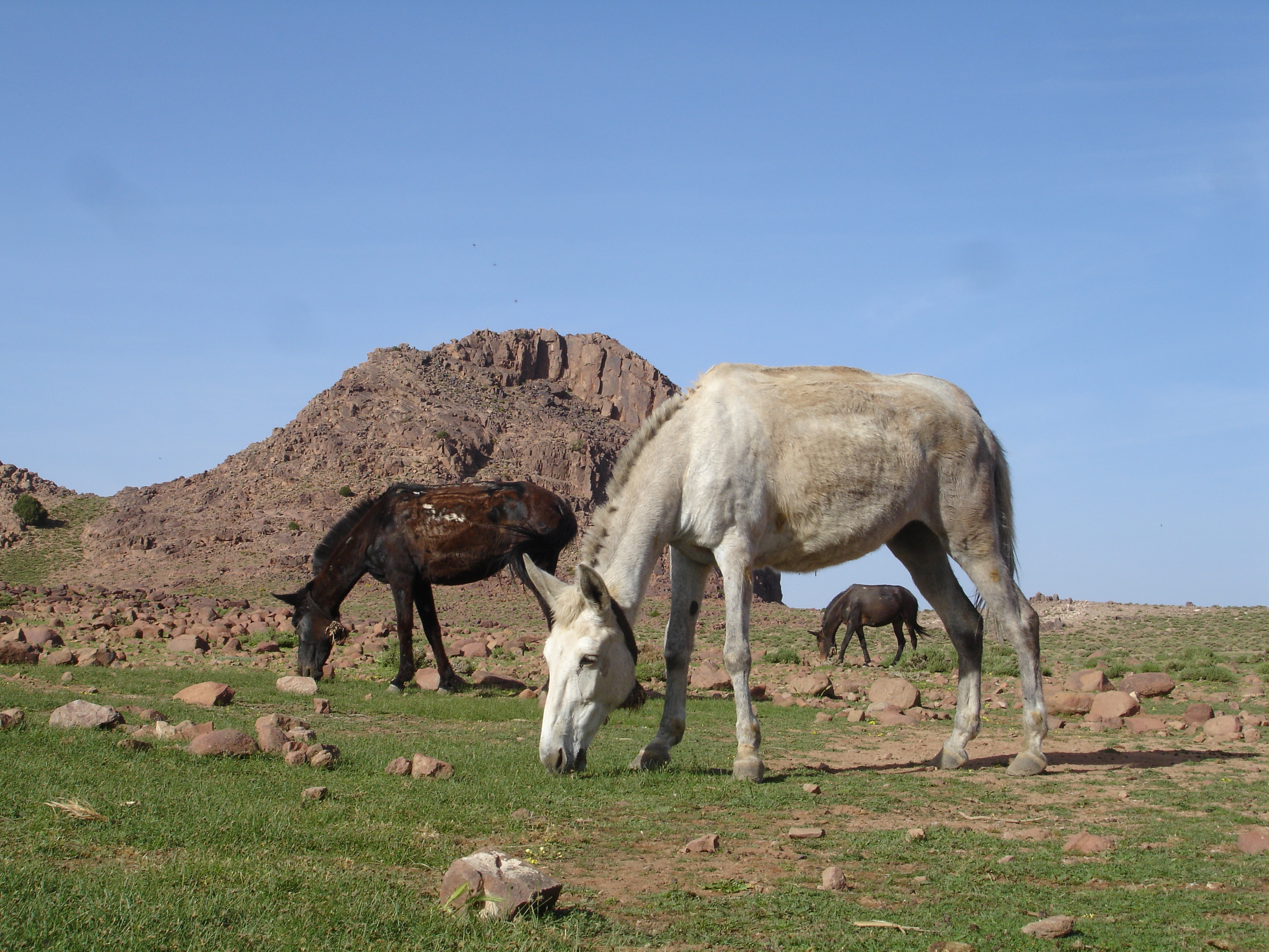 Trekking Pfade im Anti-Atlas