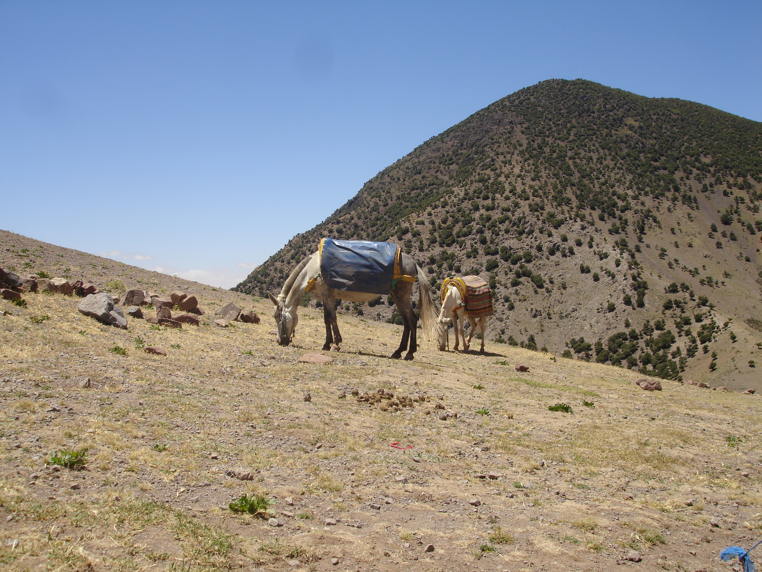 Maultiertrekking mit Gepäck im Hohen Atlas